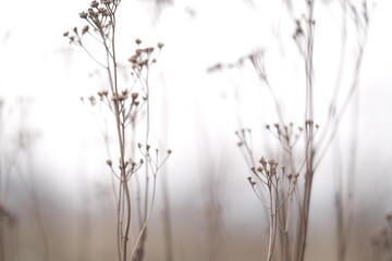 autumn nature. field at sunlight. meadow