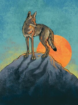 Illustration of coyote standing on hill during sunset