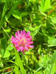 Fototapeta premium Pink flower close-up