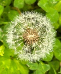 Dandelion flower