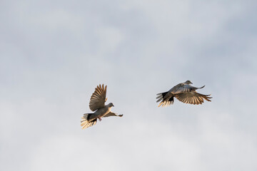 Sierpówka (zwyczajna), synogarlica turecka, (Streptopelia decaocto), Collared Dove, Turkish Collared Dove (Streptopelia decaocto) © Studio RMW