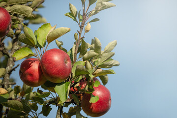 Organic home grown Red apples hang on tree branch against clear blue sky. Autumn harvest season.