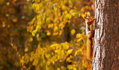 Funny little squirrel climbing tree in autumn park, space for text. Adorable wild animal in its natural habitat. Small rodent with fluffy tail and cute muzzle at beautiful fall forest