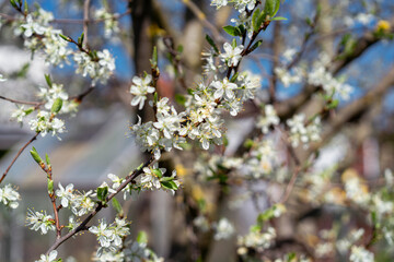 Close-up of delicate white blossoms on a fruit tree branch in a spring garden.