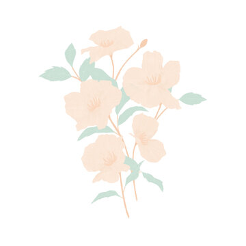 Peach Spring Flowers in Bloom, Colorful Seasonal Blossoms, Fresh Garden Flora, Nature and Botanical Background, Vibrant Floral Scenery Transparent Png