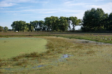 Green algea in water pond near Boekhoute - Assenede, East Flanders, Belgium