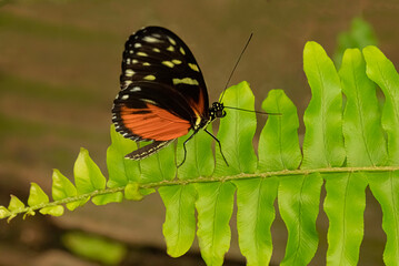Orange and Black Butterfly Walking on a Leaf