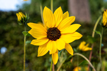 Small common sunflower Helianthus annuus in garden in Sint Laureins, East Flanders, Belgium