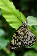 Black and White Butterfly on a Leaf