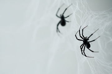 Spooky Spiders on Web. Two black spiders suspended on delicate white webbing. Creepy crawlies for Halloween decorations or spooky-themed imagery.