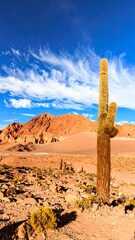 Desert landscape with cactus
