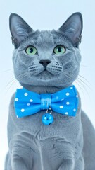 Gray cat wearing a blue bow tie