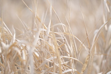 autumn nature. field at sunlight. meadow