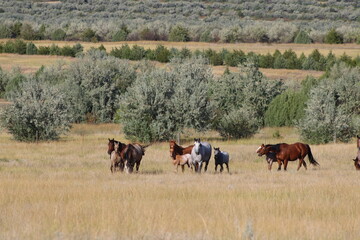 herd of horses grazing