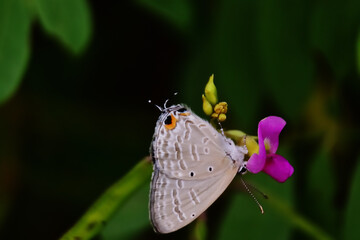 Macro photography of butterfly resting on pink Canavalia rosea flower, detailed insect pollination concept in tropical natural environment