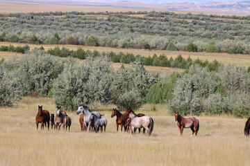 horses in the pasture