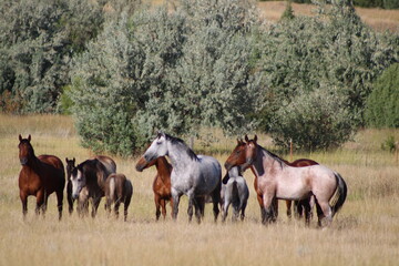 herd of horses close up