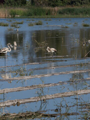 Reflejos en el agua con grupo de aves