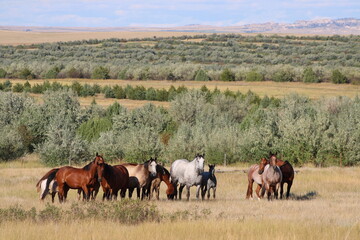 Fototapeta premium horses grazing in a field