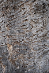 old tree texture. wooden background, nature