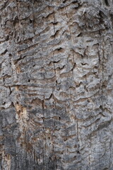 old tree texture. wooden background, nature