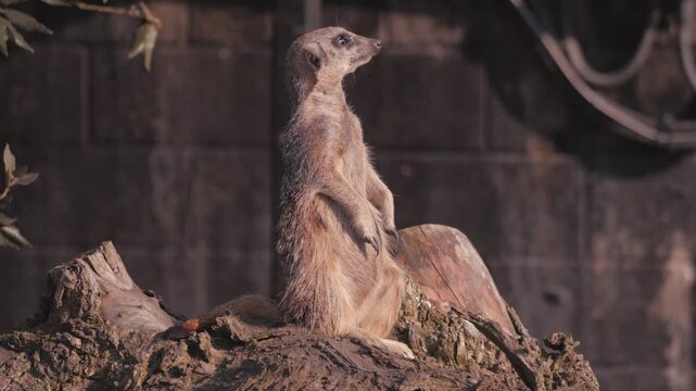 meerkat stands on a log in a zoo enclosure, looks up and around at alert, walks off