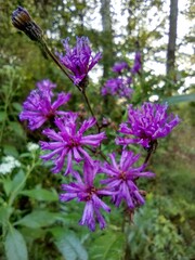 purple flowers in the garden