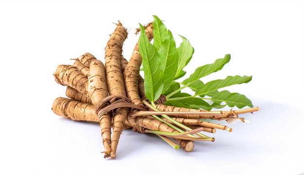 Fresh krachai finger root herb isolated on white background for culinary and medicinal use, finger root Krachai Thai herb
