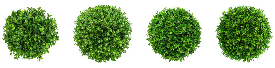 Four green spherical bushes or topiaries, isolated on transparent background 4k video