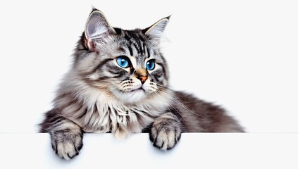Fluffy gray cat with bright blue eyes and white chest resting on white surface, looking directly at camera with front paws extended. Banner with copy space. Close-up of kitten on isolated background