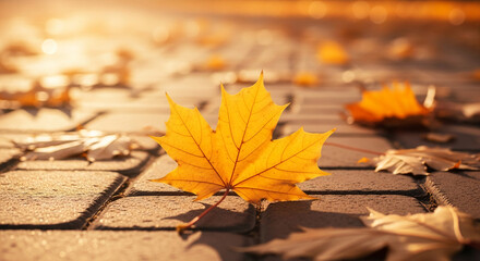 Close-up of yellow maple leaf on stone pavement, bathed in warm sunlight, showcasing autumnal season's beauty and tranquility