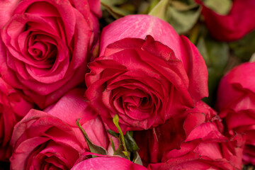 beautiful red roses in a large bouquet lying on top of each other, several fresh red roses for arranging bouquets