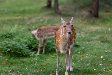 a female spotted deer in the park with a small cub, a spotted deer and a small fawn on the green grass in a park with trees