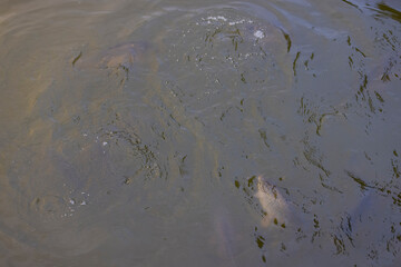 fish in the lake in the water close up, dirty water in a lake with a lot of carp under water
