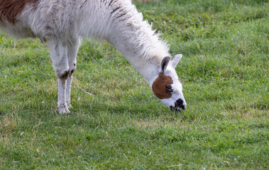 Obraz premium A white and brown llama is grazing on the territory of an open zoo while eating juicy green grass in the summer season, one adult alpaca is eating fresh green grass in the park