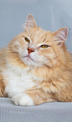 portrait of an adult siberian cat with cream hair color
