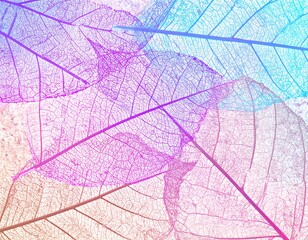 Colorful, translucent leaf veins