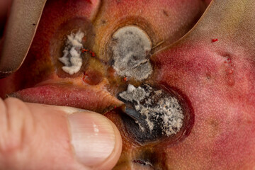 red ripe pitaya that has begun to deteriorate and become covered with mold and rot from long-term...