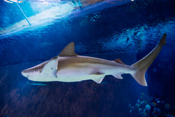 Fototapeta premium Sandbar shark, its scientific name is Carcharhinus plumbeus