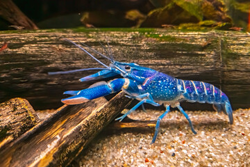 Tropical blue crayfish, its scientific name is Cherax quadricarinatus