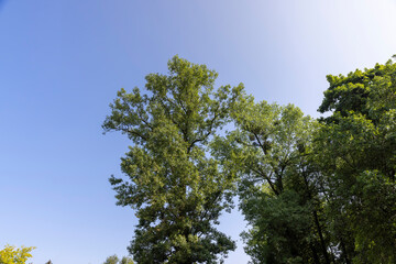 tall old lime tree against the blue sky in summer against the blue sky, a lime tree illuminated by sunlight with green foliage in clear summer weather
