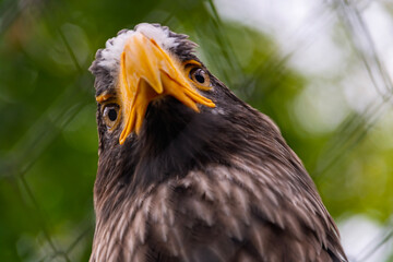Steller sea eagle,