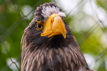 Steller sea eagle,