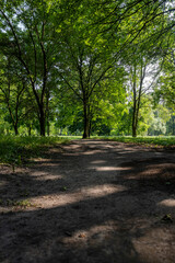 Obraz premium a path in a park where grass does not grow from frequent use for walks in a park with deciduous tall trees in the summer season