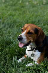Happy Beagle Dog Relaxing in Lush Green Grass on a Sunny Day