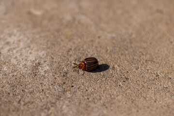 A Colorado potato beetle crawling along a concrete road in the summer of the year in sunny weather, a lone Colorado potato beetle crawls along the road