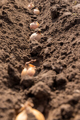 onions are planted in a row in the field during sowing , soil preparation and onions for planting during farming in the garden