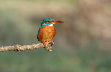kingfisher on a branch