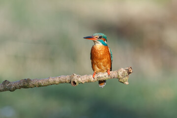 kingfisher on branch