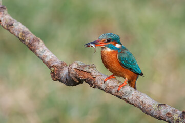 kingfisher on branch with fish
